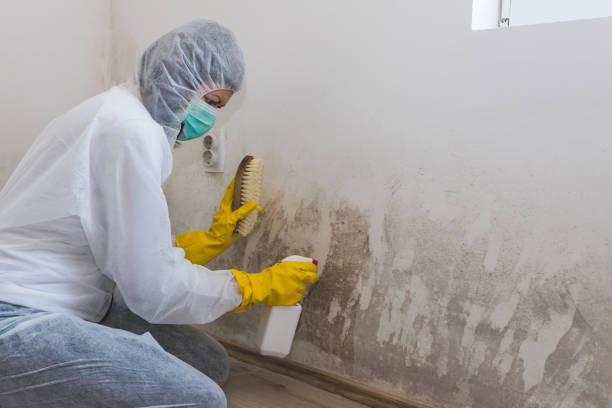 Best Insurance-Related Mold Remediation in Mars Hill, NC