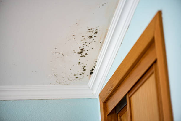 Best Insurance-Related Mold Remediation in Mars Hill, NC