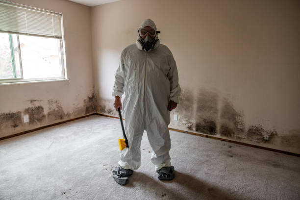 Best Health and Safety Mold Remediation in Mars Hill, NC